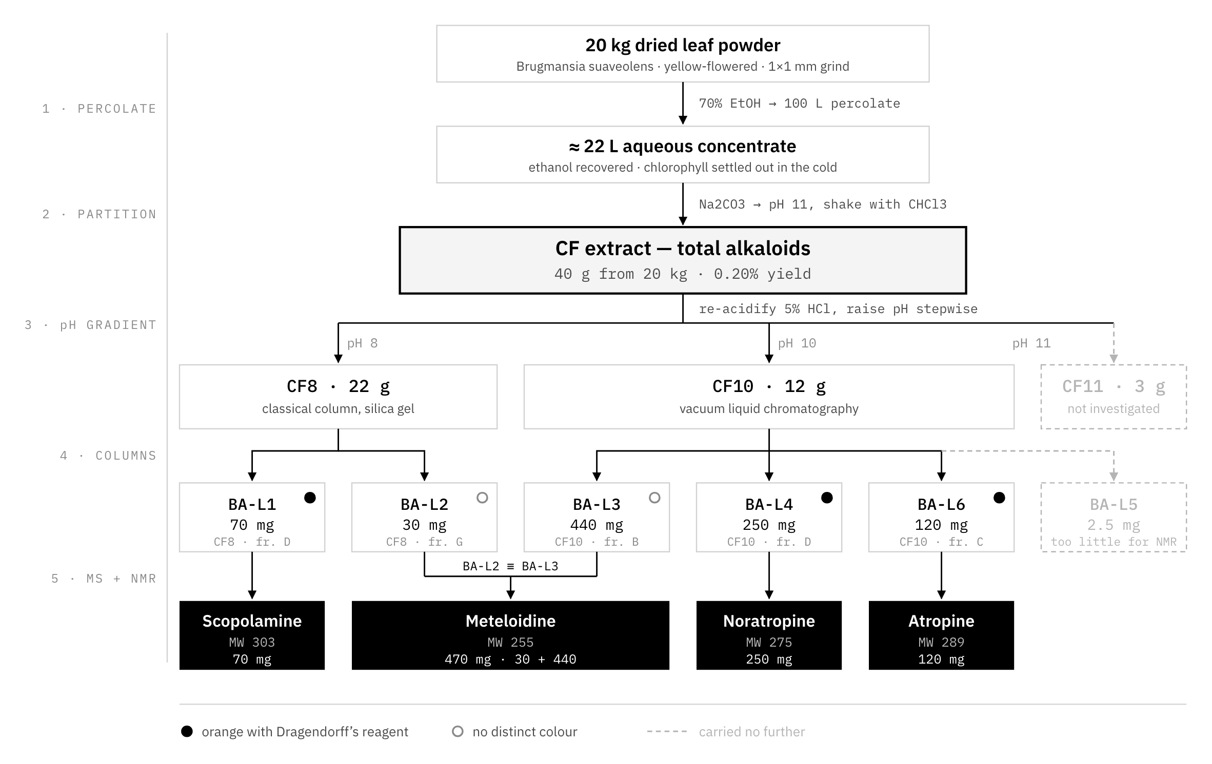 Isolation scheme: 20 kg of dried Brugmansia suaveolens leaf through percolation, partition, pH-gradient separation, column chromatography and MS/NMR to four identified tropane alkaloids